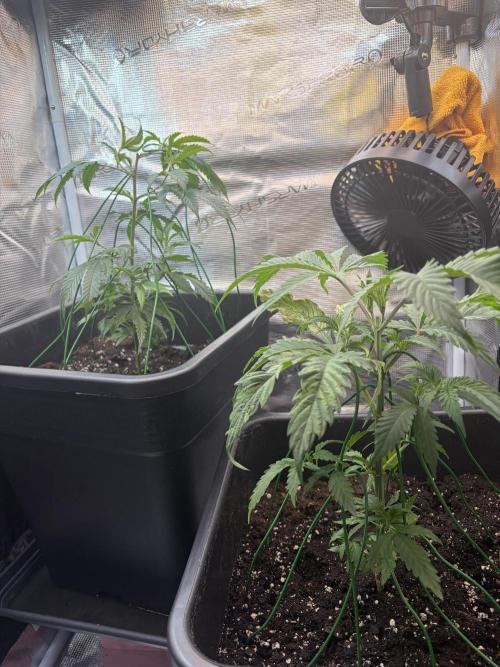 Northern Lights&Blue Dream. Week 5