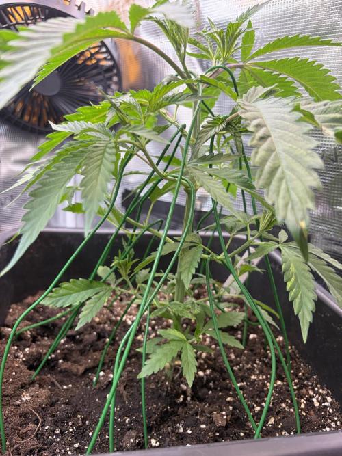 Northern Lights&Blue Dream. Week 5