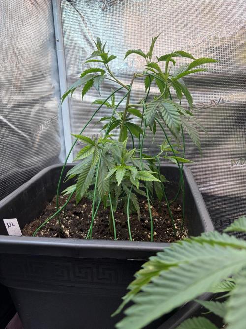 Northern Lights&Blue Dream. Week 5