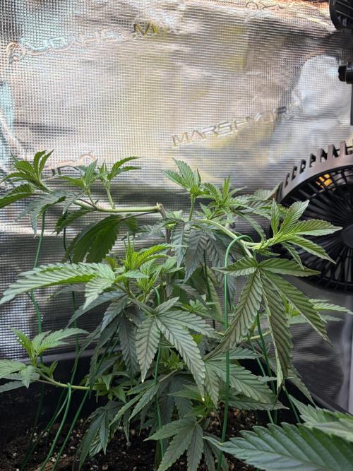Northern Lights&Blue Dream. Week 6