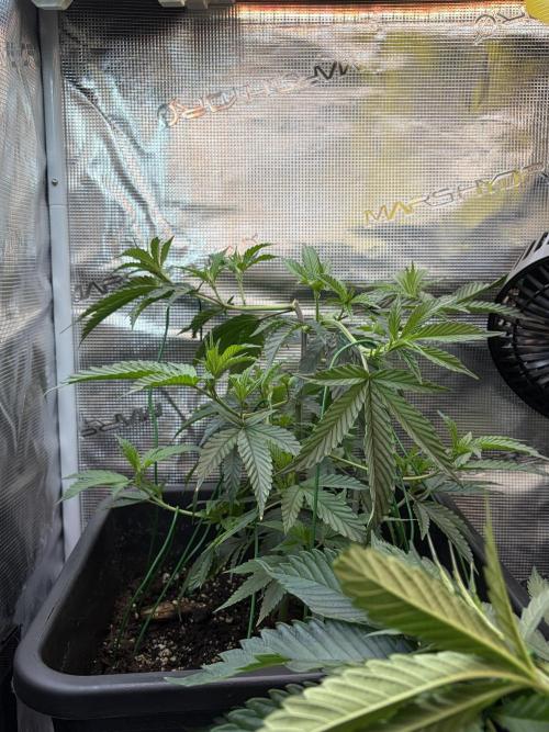 Northern Lights&Blue Dream. Week 6