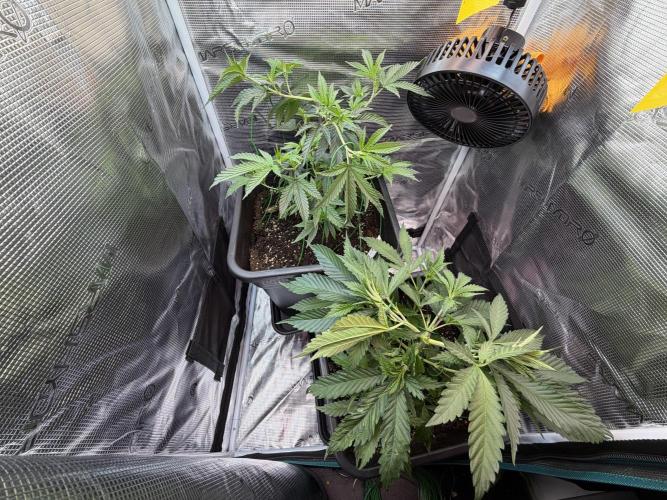 Northern Lights&Blue Dream. Week 6