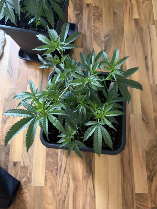 Northern Lights&Blue Dream. Week 6