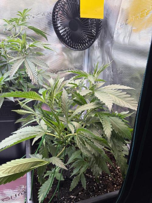 Northern Lights&Blue Dream. Week 7