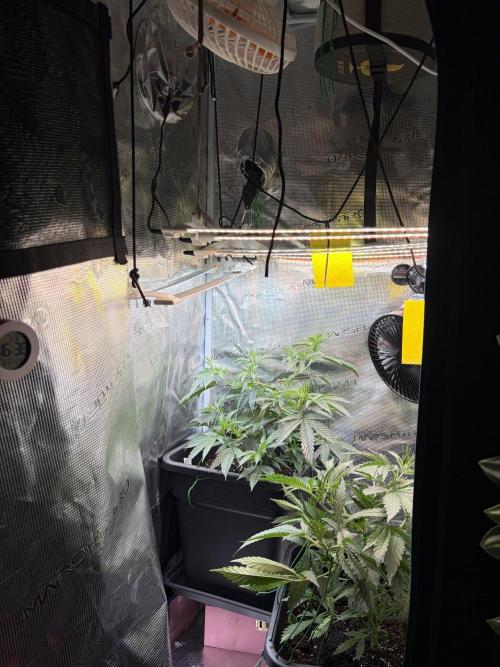 Northern Lights&Blue Dream. Week 7