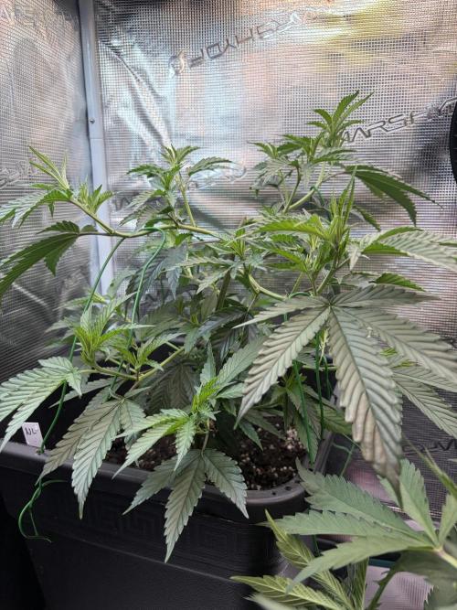 Northern Lights&Blue Dream. Week 7