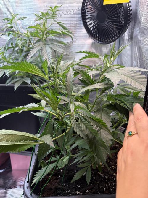 Northern Lights&Blue Dream. Week 7