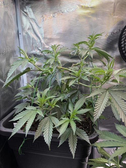 Northern Lights&Blue Dream. Week 7