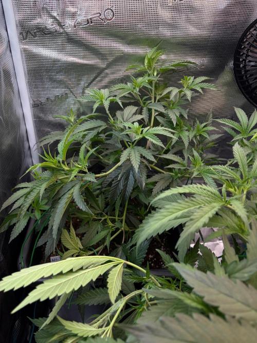 Northern Lights&Blue Dream. Week 7