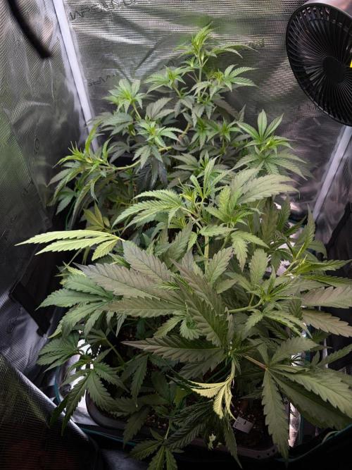 Northern Lights&Blue Dream. Week 7