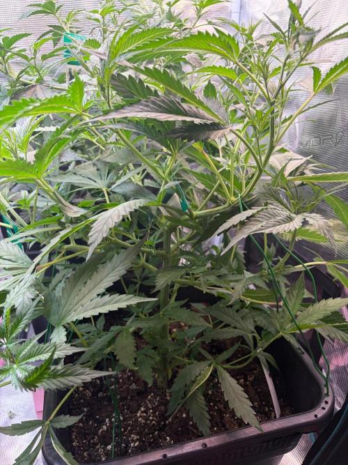 Northern Lights&Blue Dream. Week 9