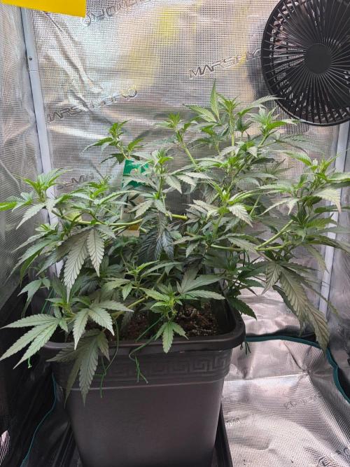 Northern Lights&Blue Dream. Week 9 - Northern Lights