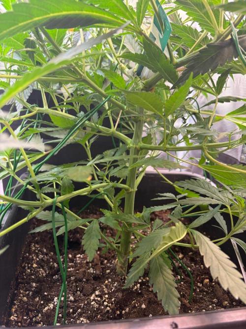 Northern Lights&Blue Dream. Week 9 - Blue dream