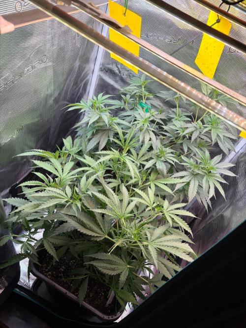 Northern Lights&Blue Dream. Week 9