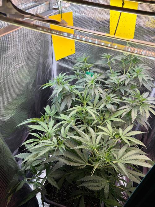 Northern Lights&Blue Dream. Week 9