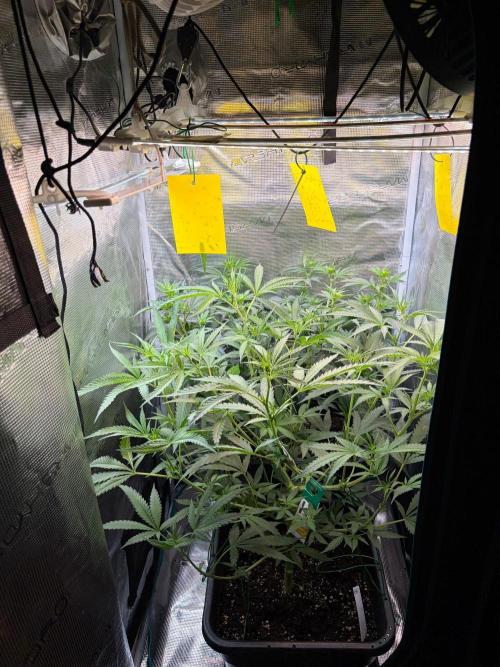 Northern Lights&Blue Dream. Week 10
