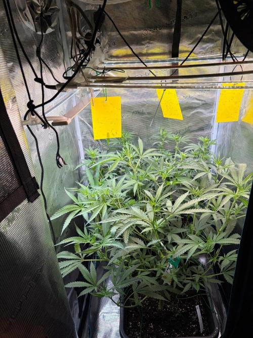 Northern Lights&Blue Dream. Week 10