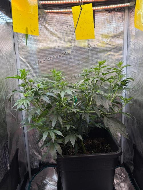 Northern Lights&Blue Dream. Week 10