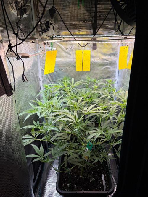 Northern Lights&Blue Dream. Week 10