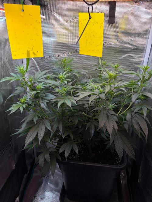 Northern Lights&Blue Dream. Week 10
