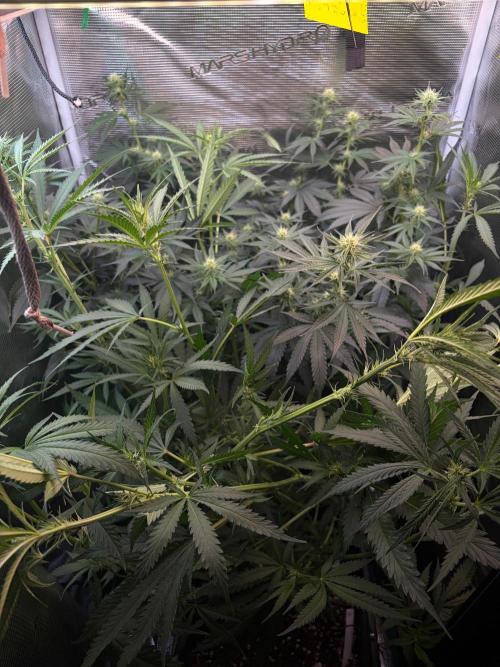 Northern Lights&Blue Dream. Week 11