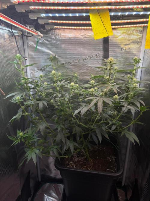 Northern Lights&Blue Dream. Week 11