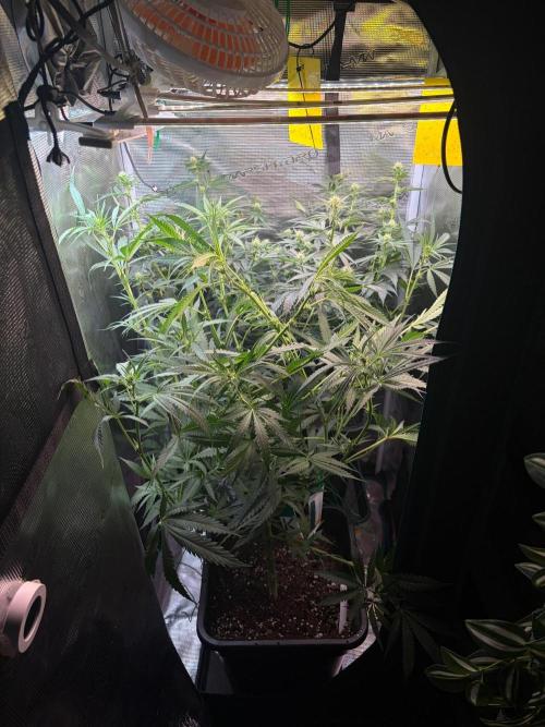 Northern Lights&Blue Dream. Week 11