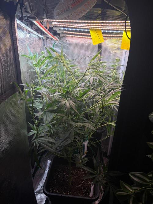 Northern Lights&Blue Dream. Week 11