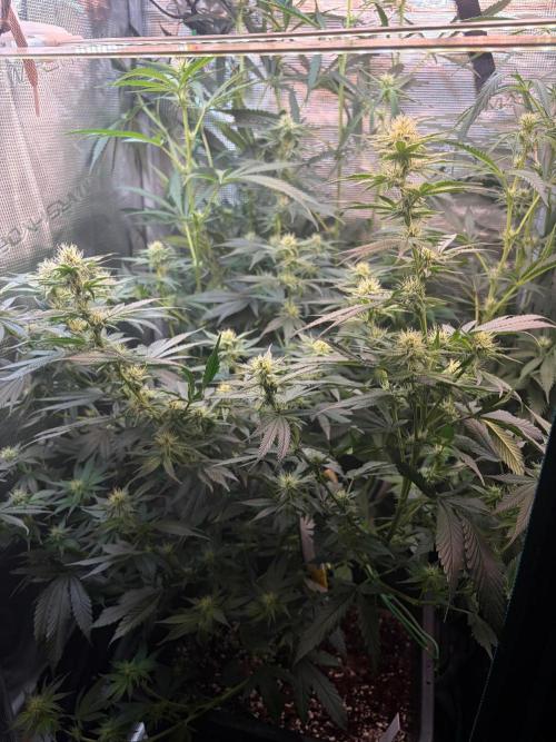 Northern Lights&Blue Dream. Week 12