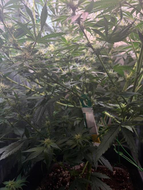 Northern Lights&Blue Dream. Week 12