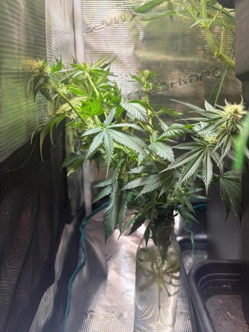 Northern Lights&Blue Dream. Week 12