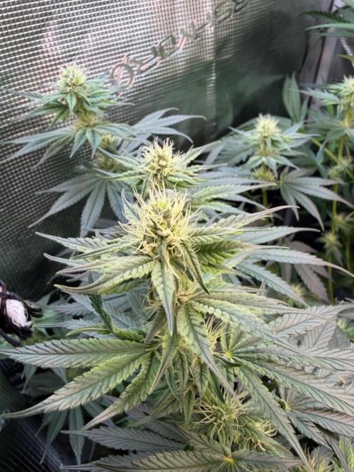Northern Lights&Blue Dream. Week 12