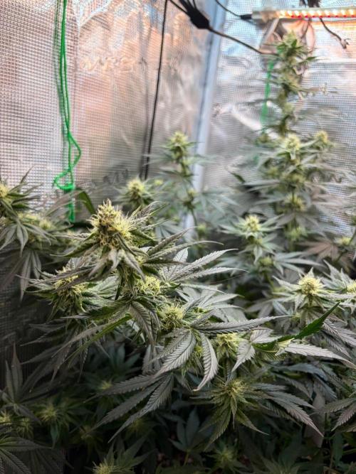 Northern Lights&Blue Dream. Week 13