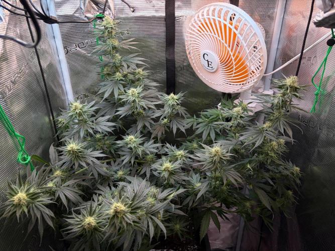 Northern Lights&Blue Dream. Week 13