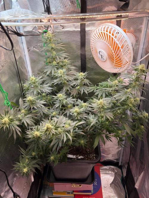 Northern Lights&Blue Dream. Week 13
