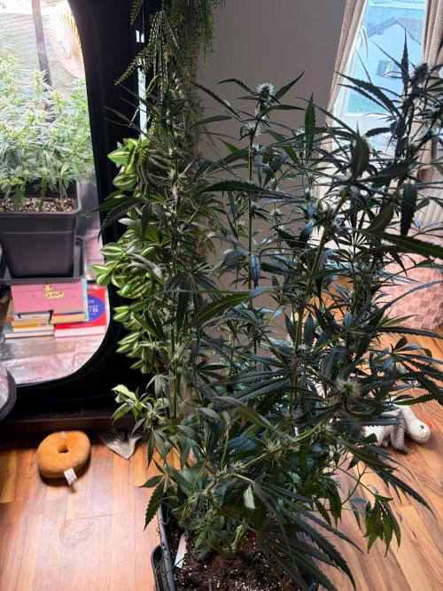 Northern Lights&Blue Dream. Week 13 - Bd
