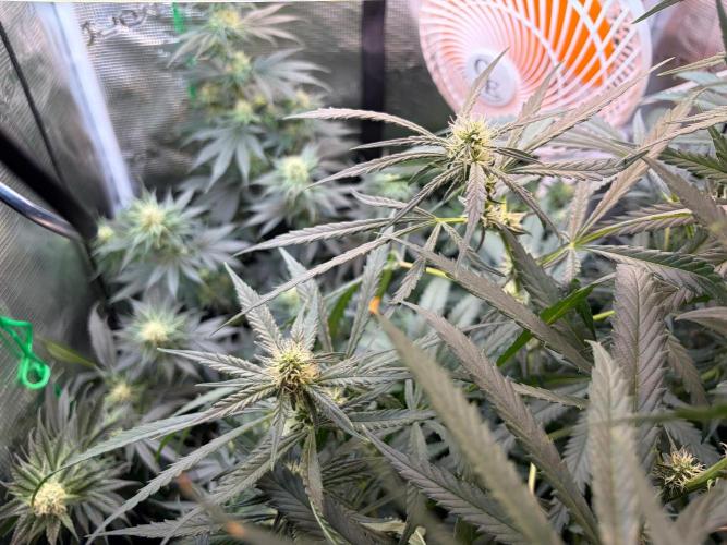 Northern Lights&Blue Dream. Week 13 - Blue Dream
