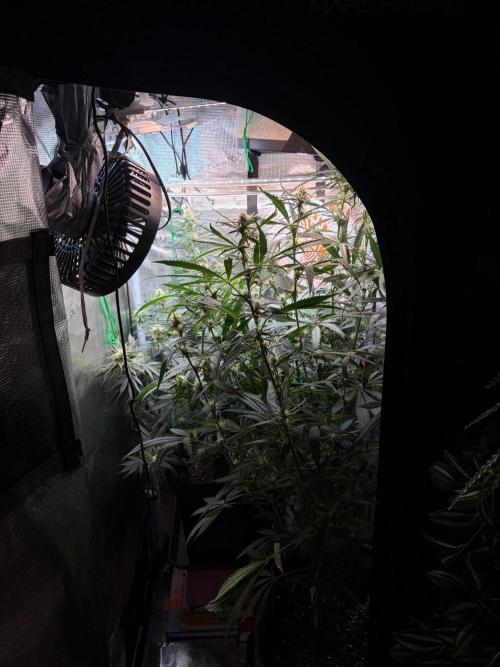 Northern Lights&Blue Dream. Week 13