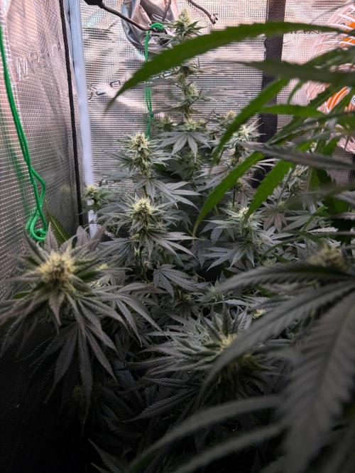 Northern Lights&Blue Dream. Week 13