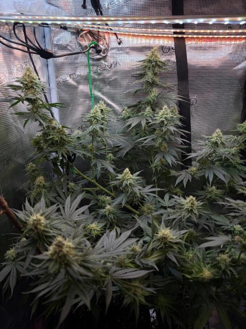 Northern Lights&Blue Dream. Week 14