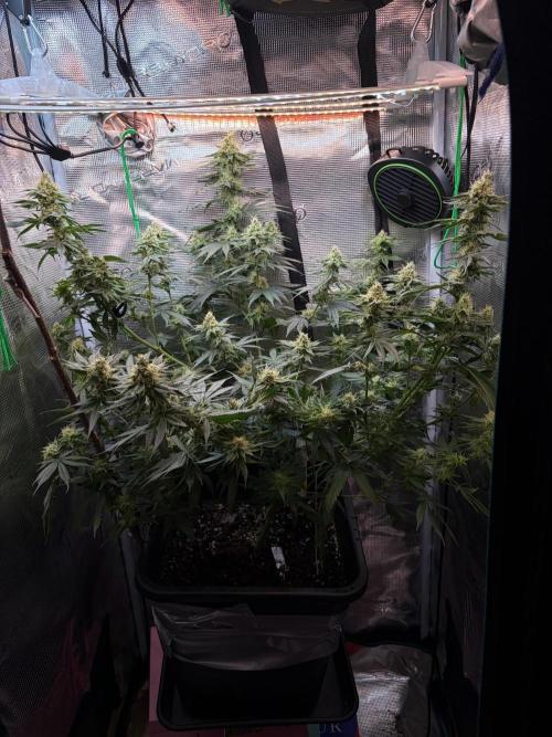 Northern Lights&Blue Dream. Week 14