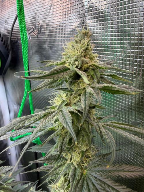 Northern Lights&Blue Dream. Week 14