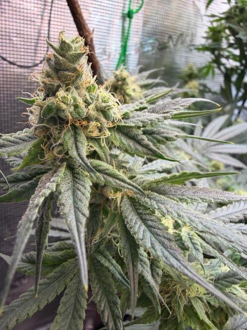 Northern Lights&Blue Dream. Week 14