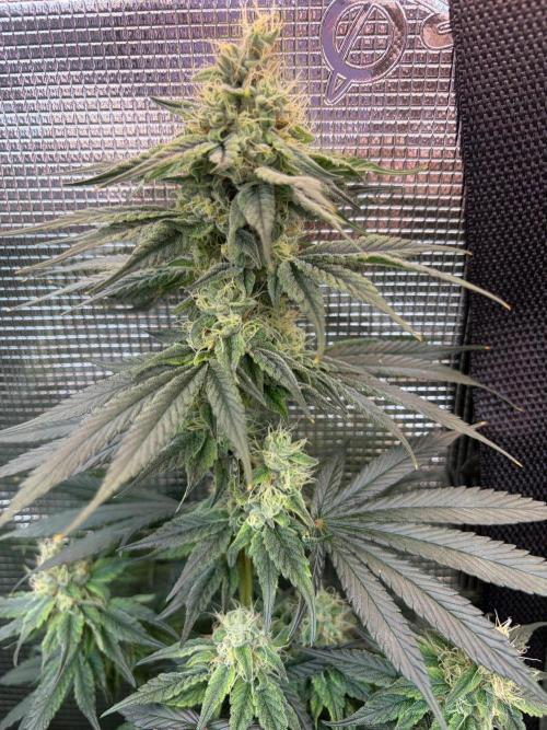 Northern Lights&Blue Dream. Week 14