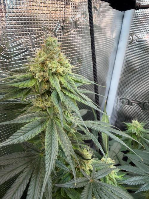 Northern Lights&Blue Dream. Week 14