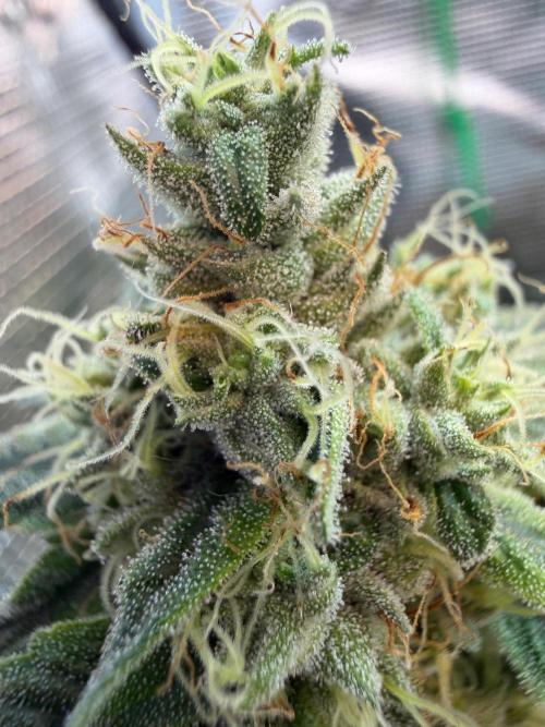 Northern Lights&Blue Dream. Week 14