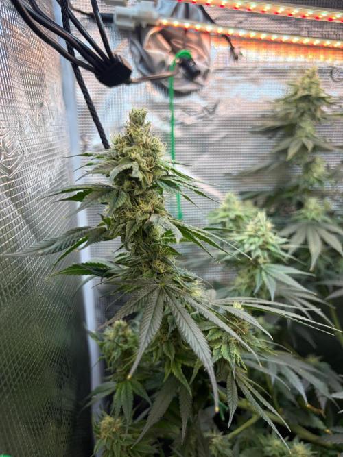 Northern Lights&Blue Dream. Week 14