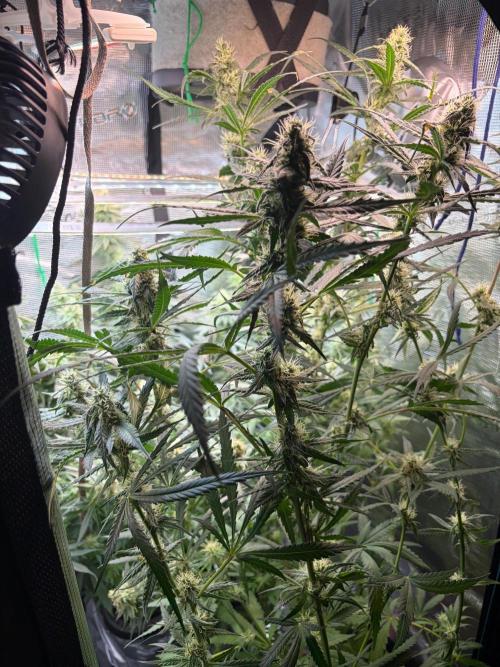 Northern Lights&Blue Dream. Week 14