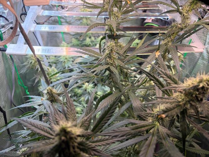 Northern Lights&Blue Dream. Week 14