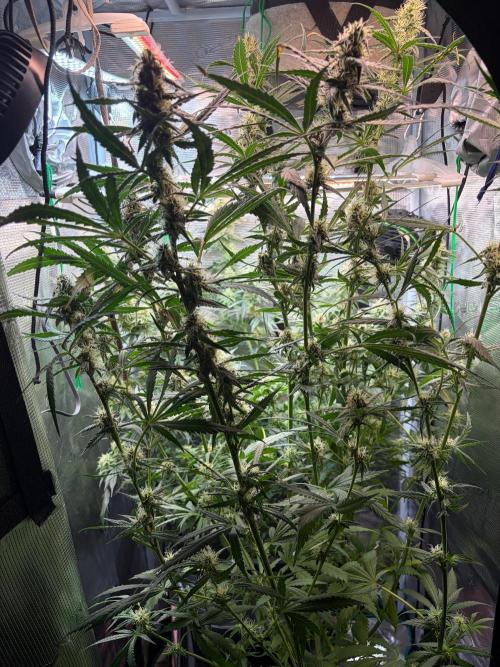 Northern Lights&Blue Dream. Week 14